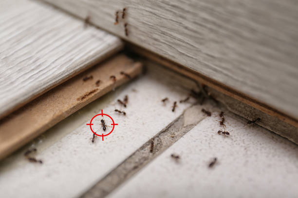 Best Rodent Control Near Me  in Arvada, CO