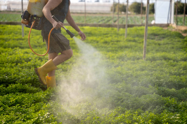 Best Wasp Removal Services  in Arvada, CO