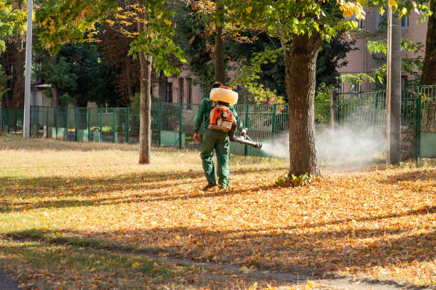 Best Flea Control Services  in Arvada, CO